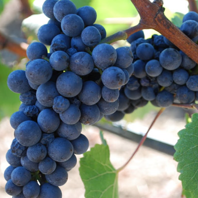 Blanc de Noirs hos Den Sidste Flaske