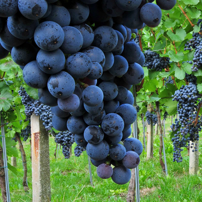 Blaufränkisch hos Den Sidste Flaske
