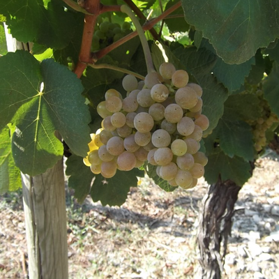 Bourboulenc hos Den Sidste Flaske