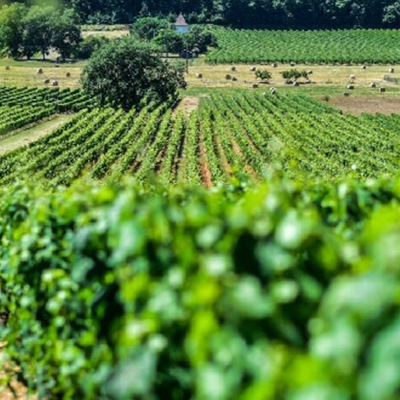 Cahors hos Den Sidste Flaske