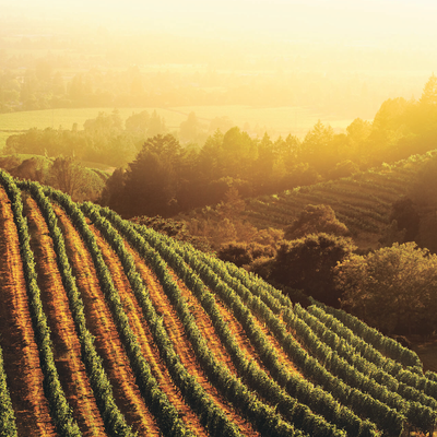 Californien hos Den Sidste Flaske