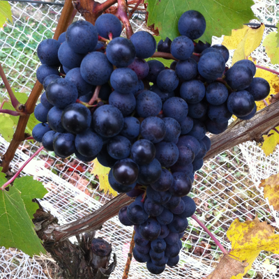 Dolcetto hos Den Sidste Flaske