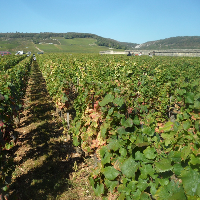 Echezeaux hos Den Sidste Flaske