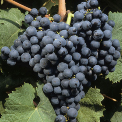 Folle Noire hos Den Sidste Flaske