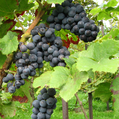 Frühburgunder hos Den Sidste Flaske